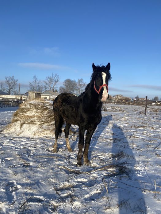 Айгыр, Айғыр , Жеребец