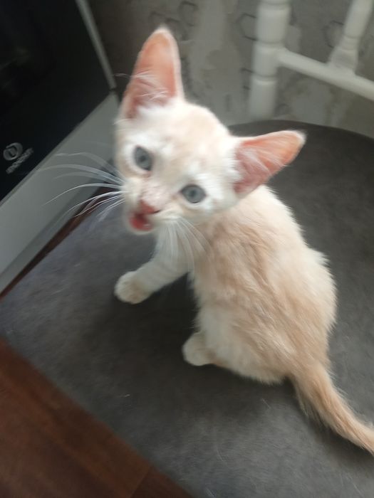 Отдам котенка бесплатно