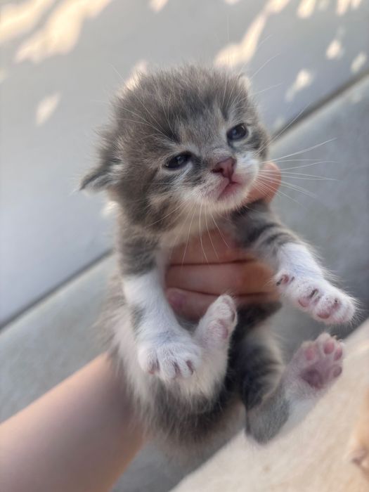 Котята бесплатно в добрые руки