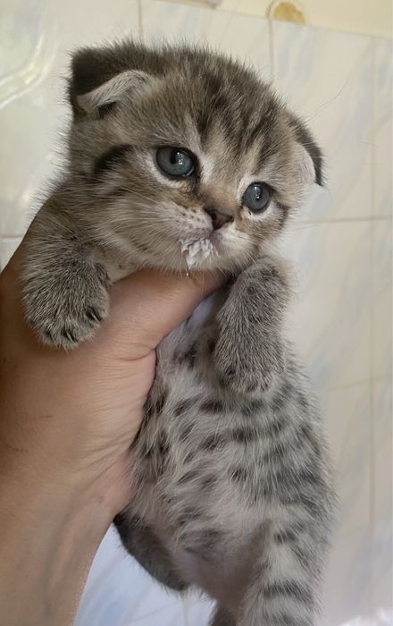Котята британские