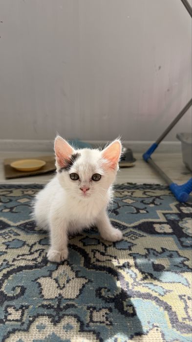 Котенок бесплатно
