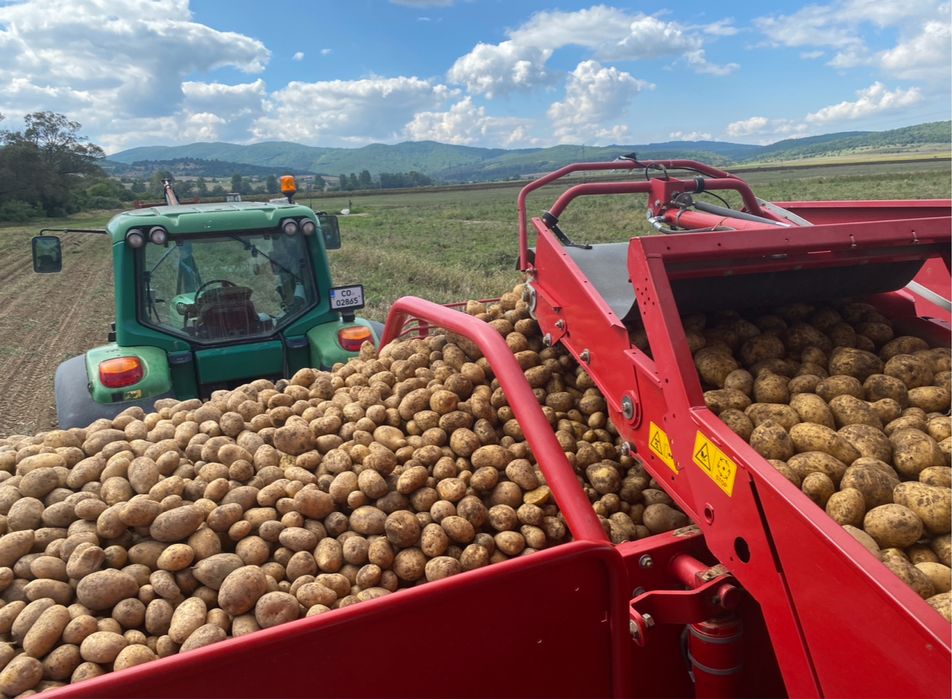 Картофи сорт сорая – фракция 50+