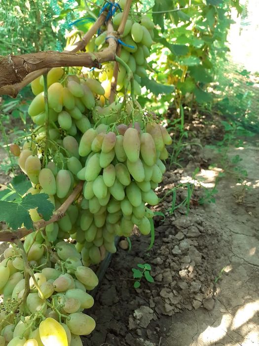 Vita de vie anul 3 soiuri de masa