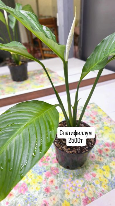 Комнатные растения