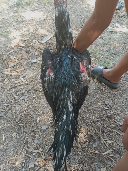 Dakan xoʻroz sotiladi narxi  1 milon kelishamiz