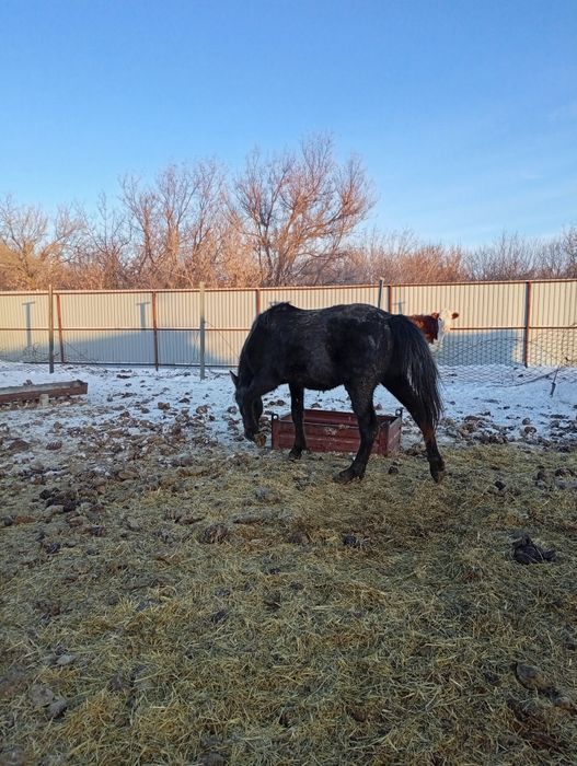 Продам жеребчика