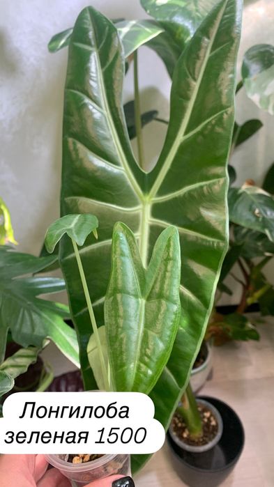 Детки алоказий адаптированные