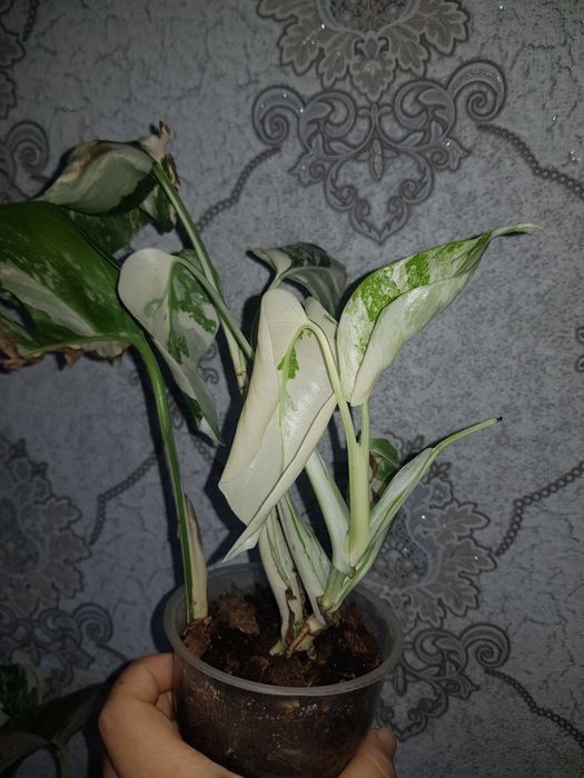 Продам Монстера Альба