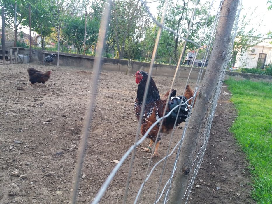 Oua pt incubat si gaini