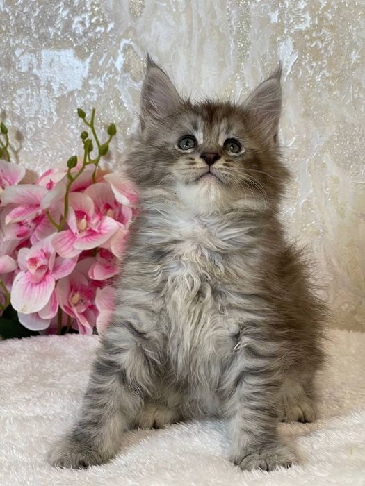 Продается Мальчик мейнкун