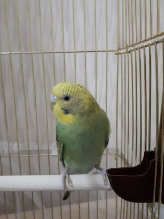 Волнистые попугаи