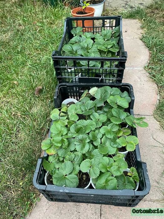 Vand capsuni (plante la ghiveci) soi Albion remontant