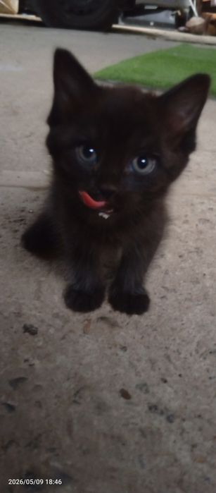 Отдаются котята бесплатно