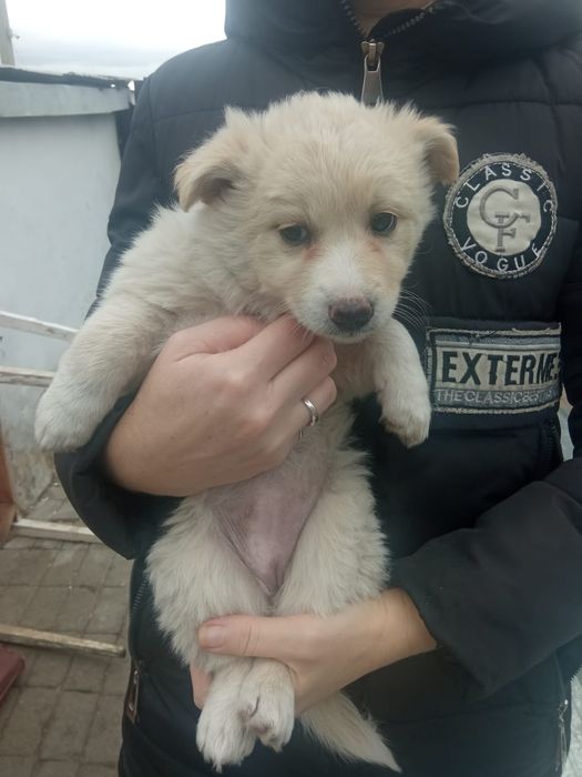 Дарю щенят!       .