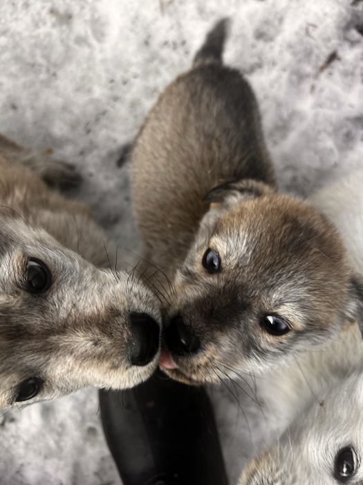 Щенки. Порода Лабски