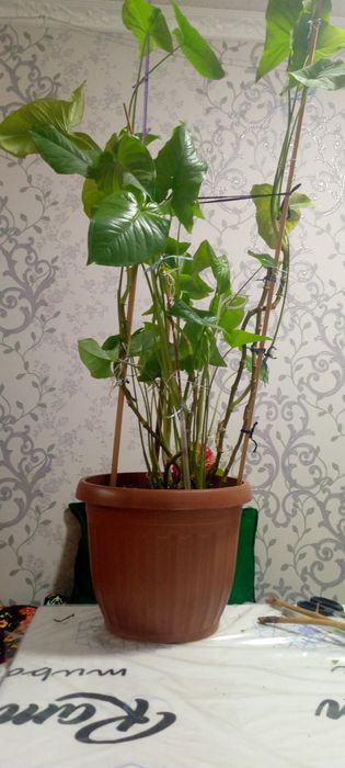Yirik dekorativ xonaki gul, sog‘lom holatda