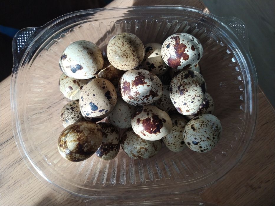 Продам перепелиные яйца