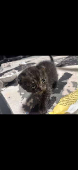 Отдам котят Вислоухие Полушатландцы