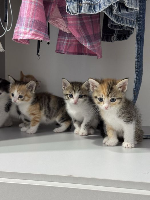 Отдам котят бесплатно