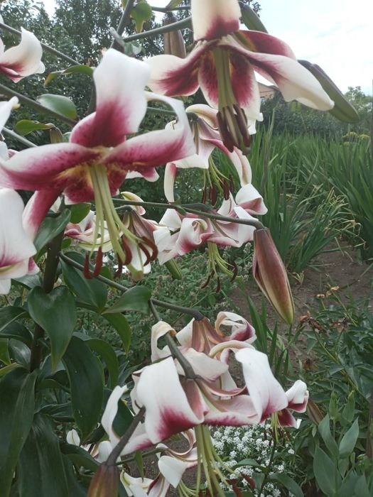 Лилии очень красивые