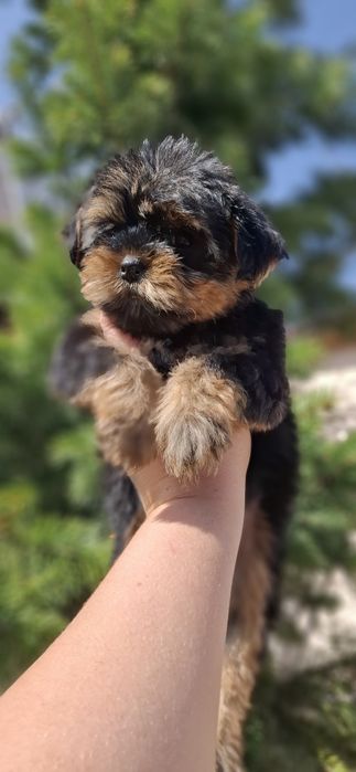 Щеночки йоркширского терьера