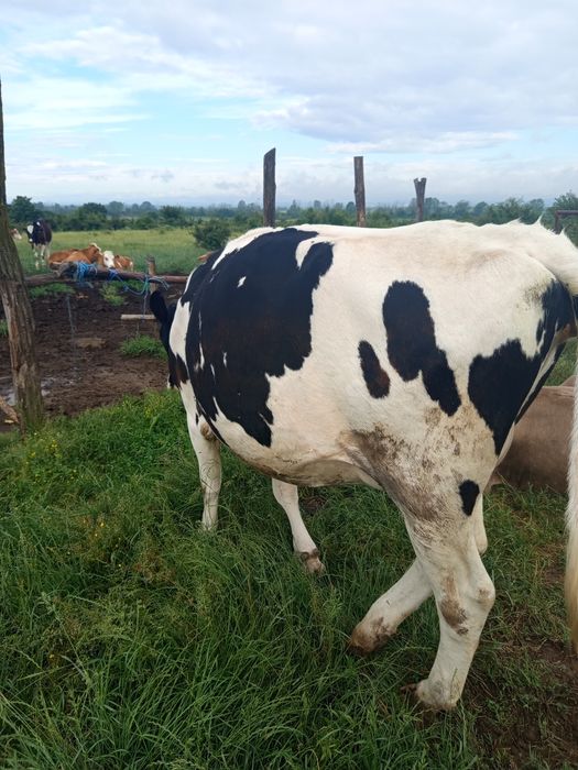 Vaci Holstein de vânzare