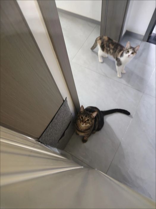 Забор для питомцнв