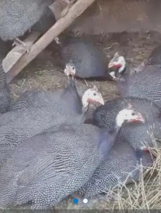 Bibilici de vanzare 100 de lei buc