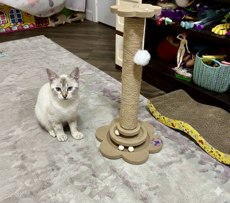 Тайская кошечка котенок 4 мес