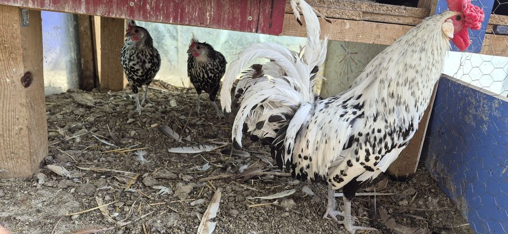 Gaini matase japoneza, Hamburg, motata olandeza, araucana, oua incubat
