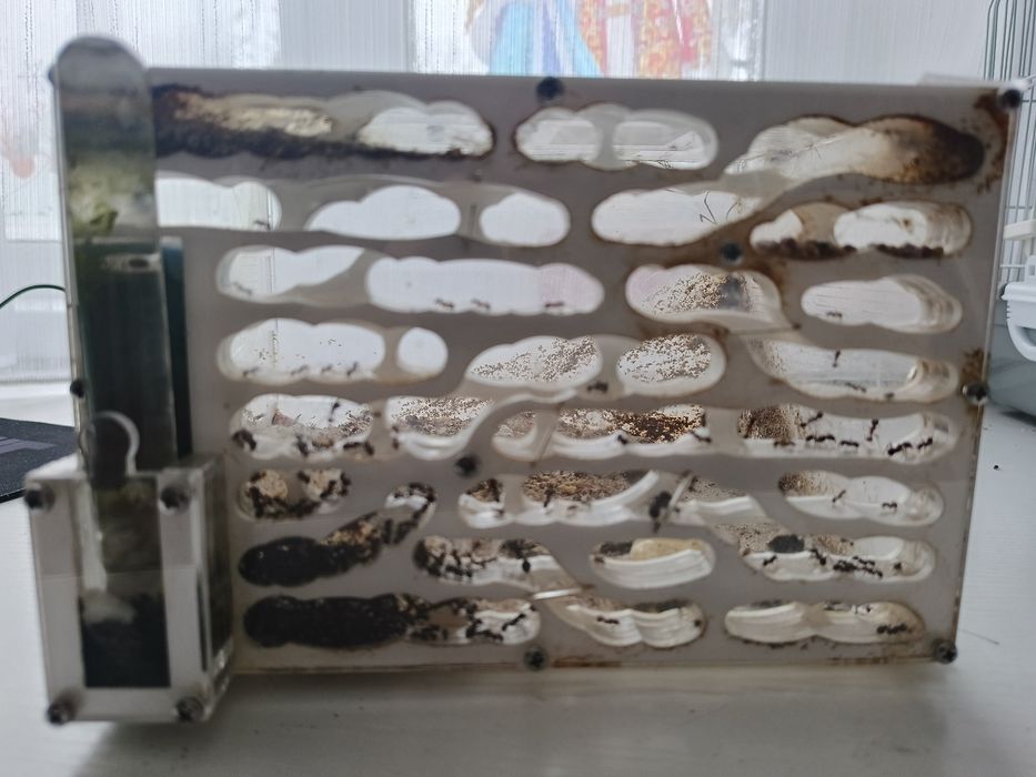 Продам формикарий с муравьями