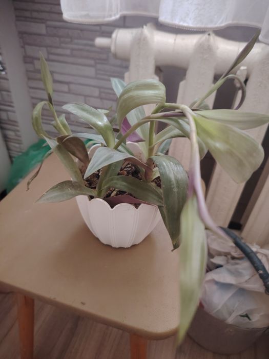 Продам комнатные растения