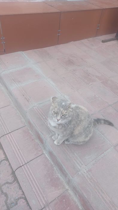 Отдам кошечку стерилизованная