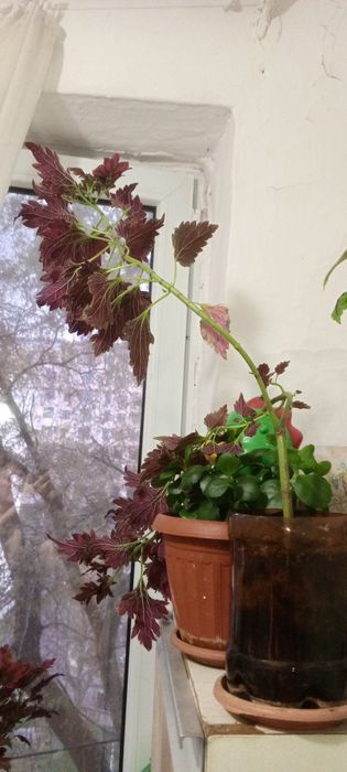 Цветы комнатные разные