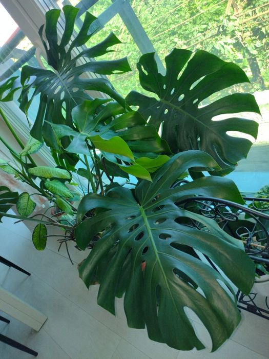 Vând Monstera Deliciosa  - Filodendron