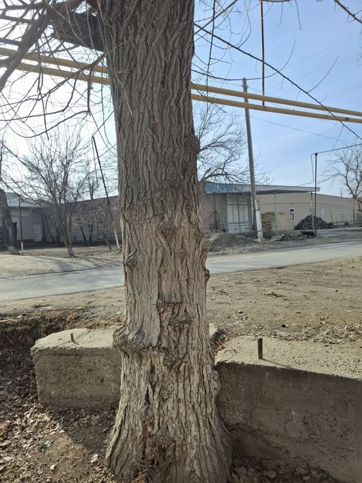 Tut daraxti sotiladi