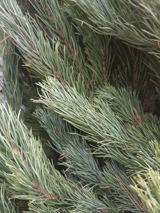 Сосна новогодняя