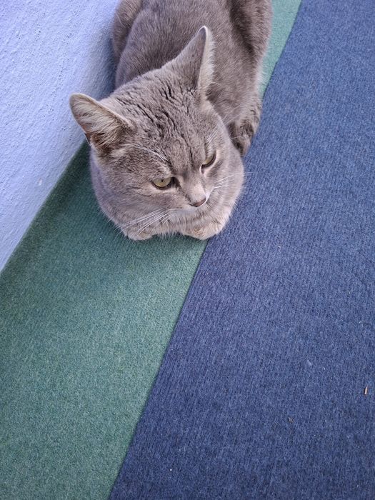 Pisica pentru adopție