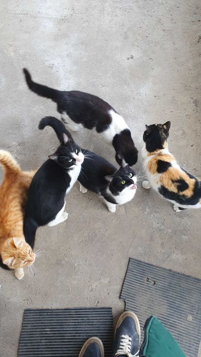 Травмирана котка остава на улицата