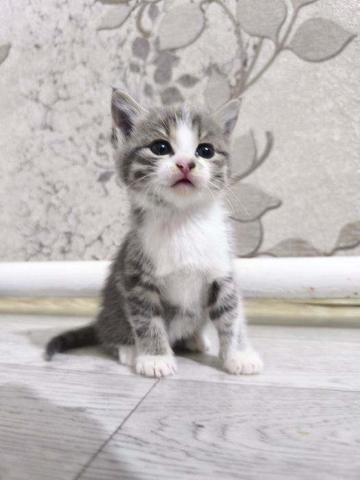 Отдам котят даром