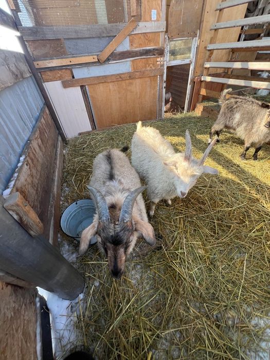 Продаются козлята