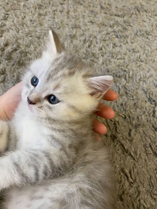 Животные котята .