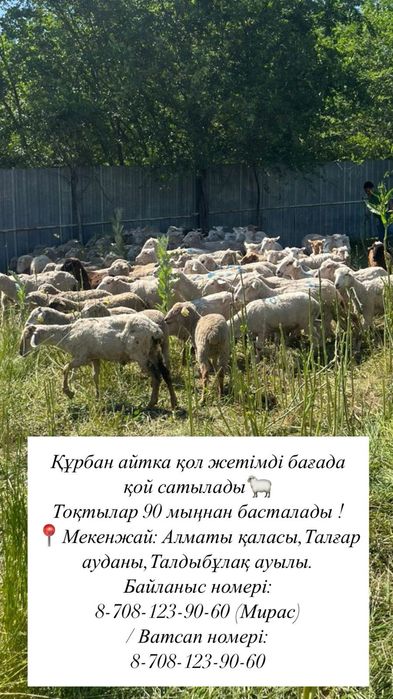 Қой, тоқты сатылады