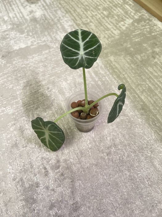 Продам Алоказию Ниндзя