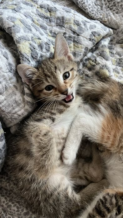 Xadiyaga bervoriladi tekinga