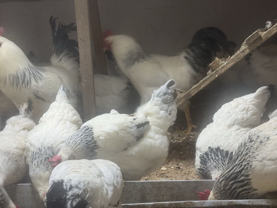 Инкубацонные яица Алдер серебрсты