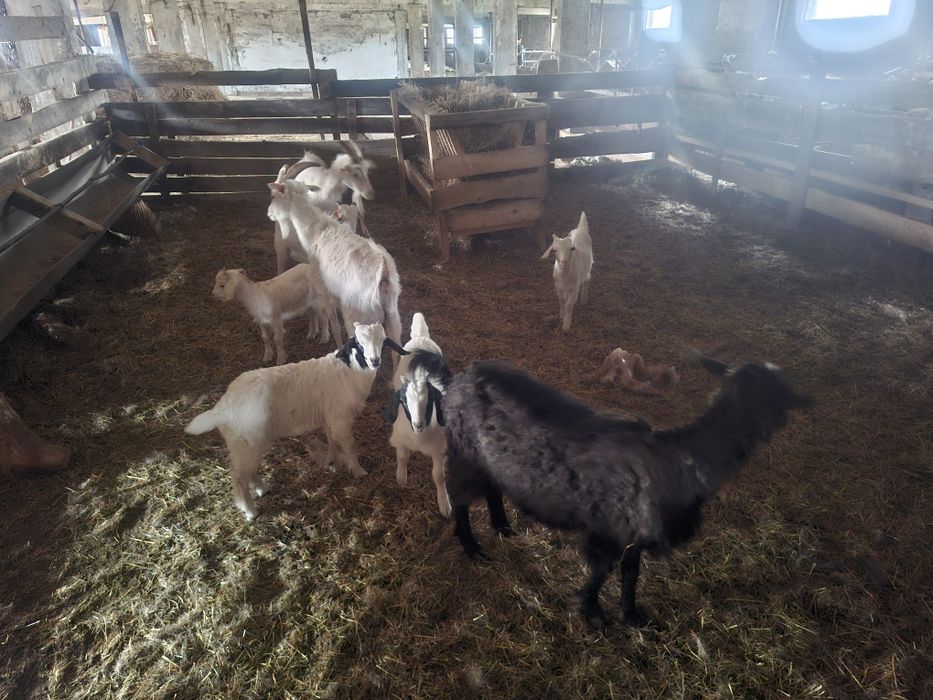 Продам 4 коз и 6 козлят