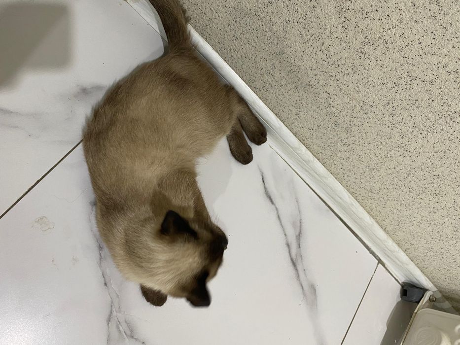 Мысык сатыладыы!!