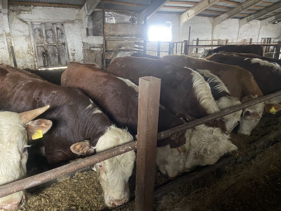 Быки с откорма 16 голов