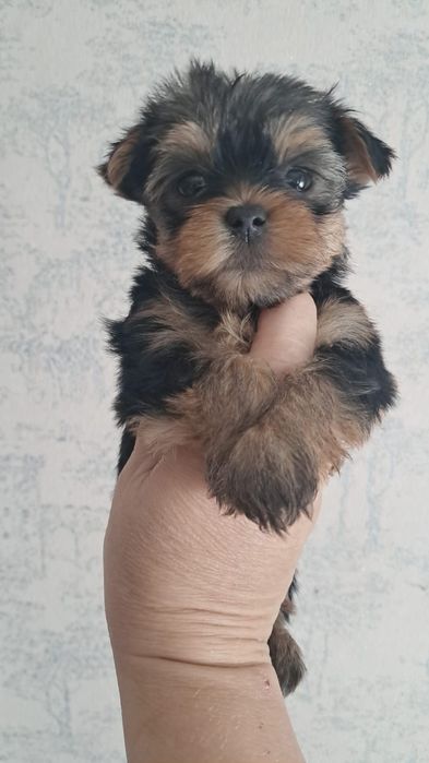 Йоркширские терьеры девочки и мальчики